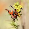 Zygaena fausta